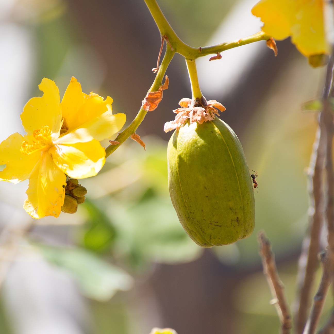 Moyo Baobab Seed Oil image 2